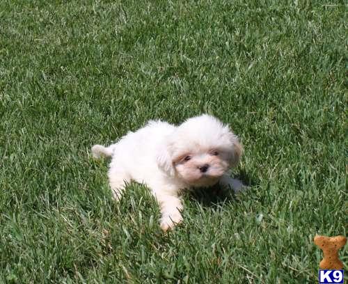 Puppies in Miami